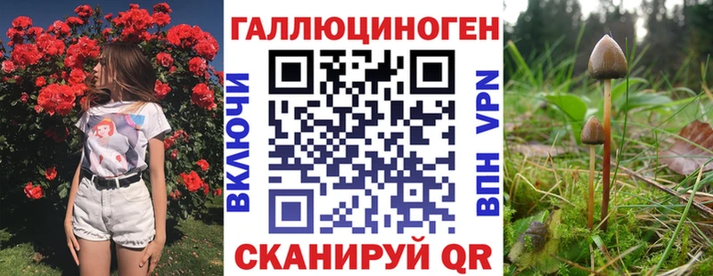 что такое   Волгоград  Галлюциногенные грибы Psilocybe 